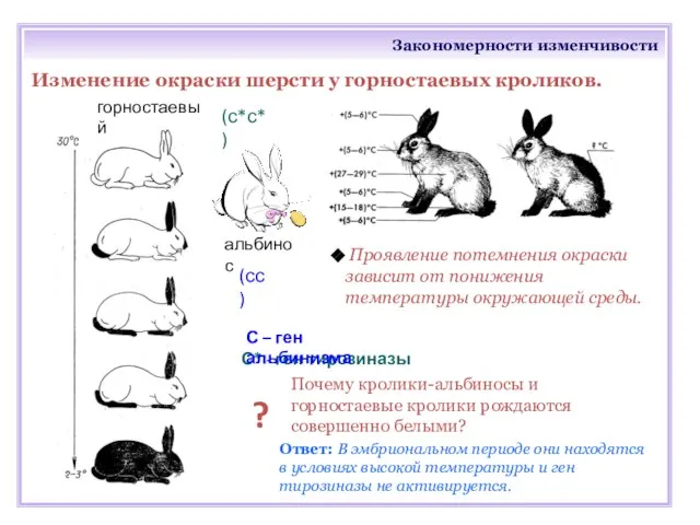 Закономерности изменчивости Изменение окраски шерсти у горностаевых кроликов. Проявление потемнения окраски зависит