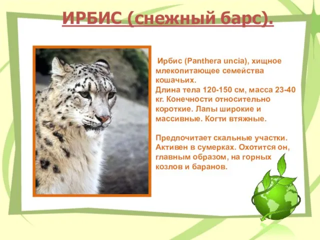 ИРБИС (снежный барс). Ирбис (Panthera uncia), хищное млекопитающее семейства кошачьих. Длина тела