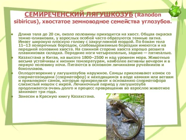 СЕМИРЕЧЕНСКИЙ ЛЯГУШКОЗУБ (Ranodon sibiricus), хвостатое земноводное семейства углозубов. Длина тела до 20