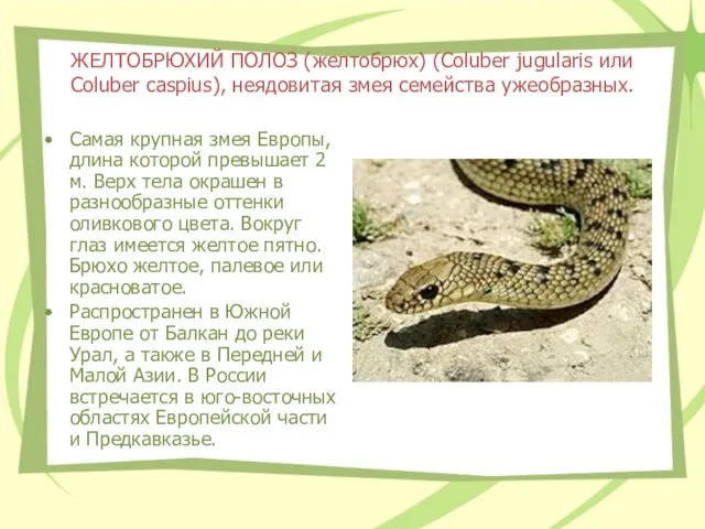 ЖЕЛТОБРЮХИЙ ПОЛОЗ (желтобрюх) (Coluber jugularis или Coluber caspius), неядовитая змея семейства ужеобразных.