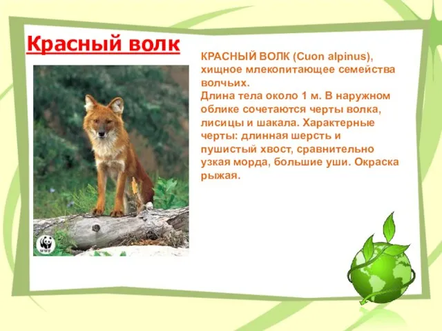 Красный волк КРАСНЫЙ ВОЛК (Сuon alpinus), хищное млекопитающее семейства волчьих. Длина тела