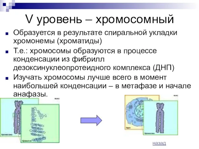 V уровень – хромосомный Образуется в результате спиральной укладки хромонемы (хроматиды) Т.е.: