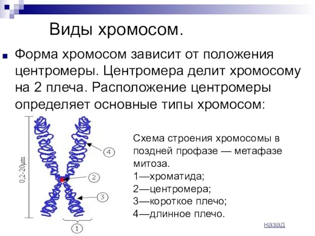 Виды хромосом. Форма хромосом зависит от положения центромеры. Центромера делит хромосому на