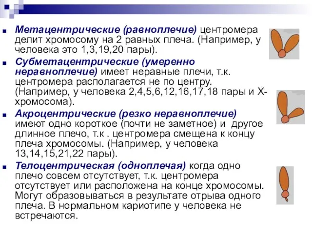 Метацентрические (равноплечие) центромера делит хромосому на 2 равных плеча. (Например, у человека