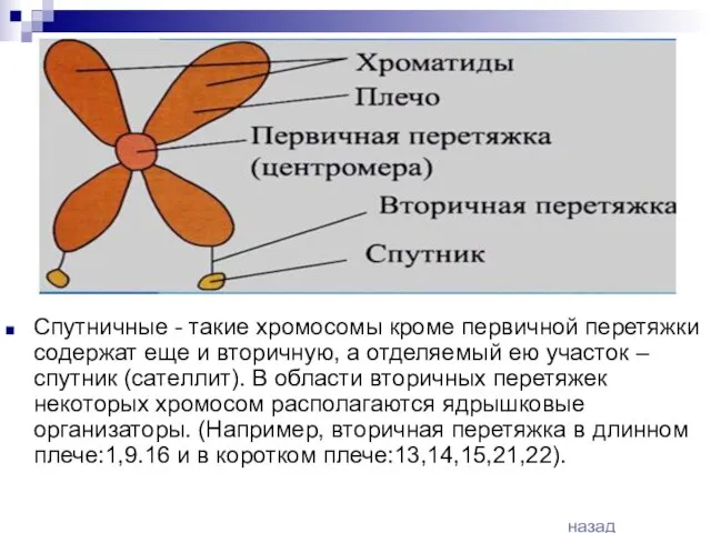 Спутничные - такие хромосомы кроме первичной перетяжки содержат еще и вторичную, а