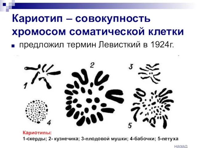 Кариотип – совокупность хромосом соматической клетки предложил термин Левисткий в 1924г. Кариотипы: