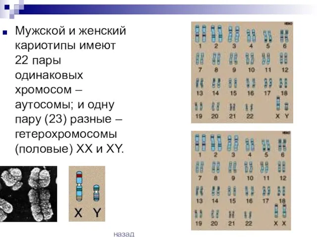 Мужской и женский кариотипы имеют 22 пары одинаковых хромосом – аутосомы; и