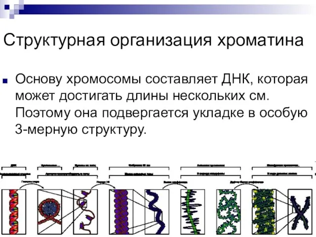 Структурная организация хроматина Основу хромосомы составляет ДНК, которая может достигать длины нескольких