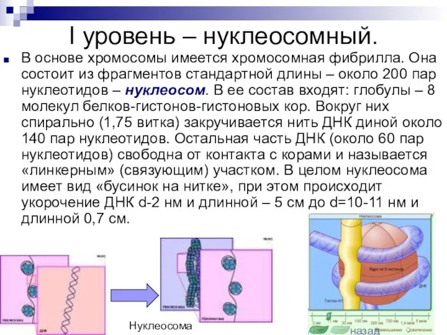 I уровень – нуклеосомный. В основе хромосомы имеется хромосомная фибрилла. Она состоит