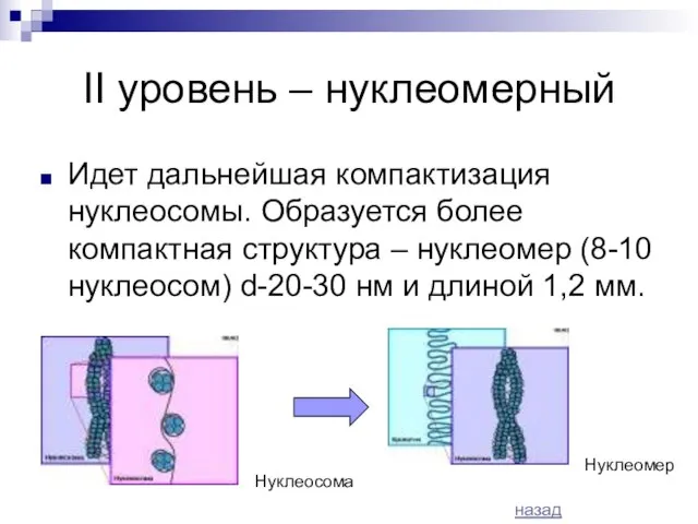 II уровень – нуклеомерный Идет дальнейшая компактизация нуклеосомы. Образуется более компактная структура