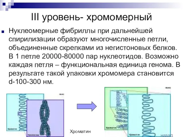 III уровень- хромомерный Нуклеомерные фибриллы при дальнейшей спирилизации образуют многочисленные петли, объединенные