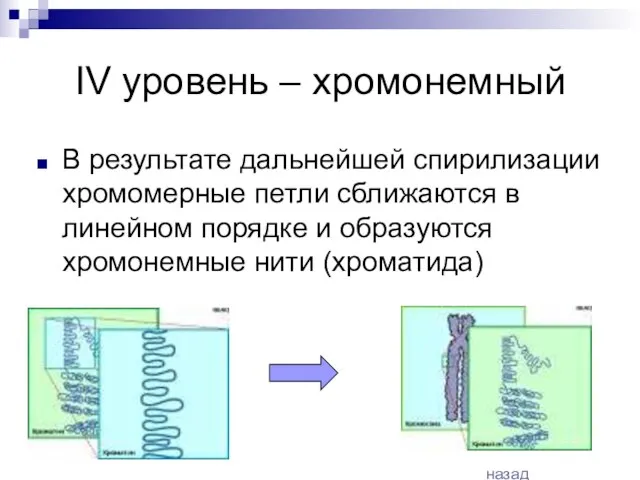 IV уровень – хромонемный В результате дальнейшей спирилизации хромомерные петли сближаются в