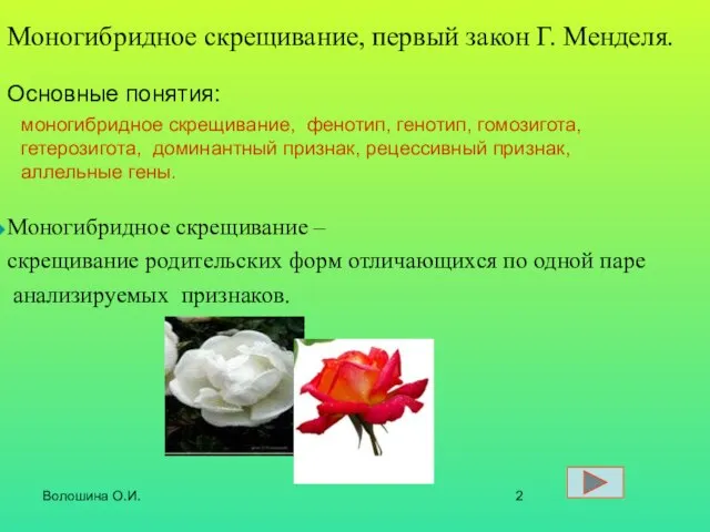 Волошина О.И. Моногибридное скрещивание – скрещивание родительских форм отличающихся по одной паре