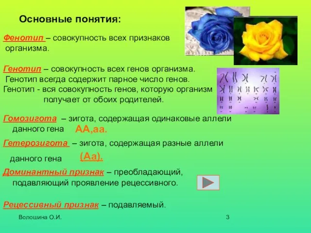 Волошина О.И. Основные понятия: Фенотип – совокупность всех признаков организма. Генотип –