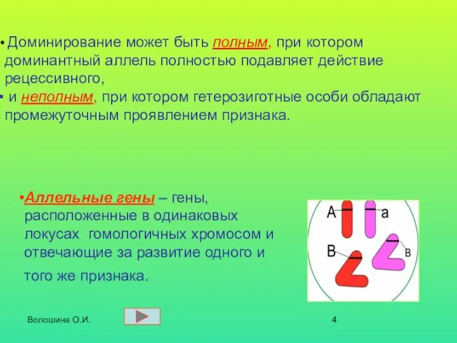 Волошина О.И. Аллельные гены – гены, расположенные в одинаковых локусах гомологичных хромосом