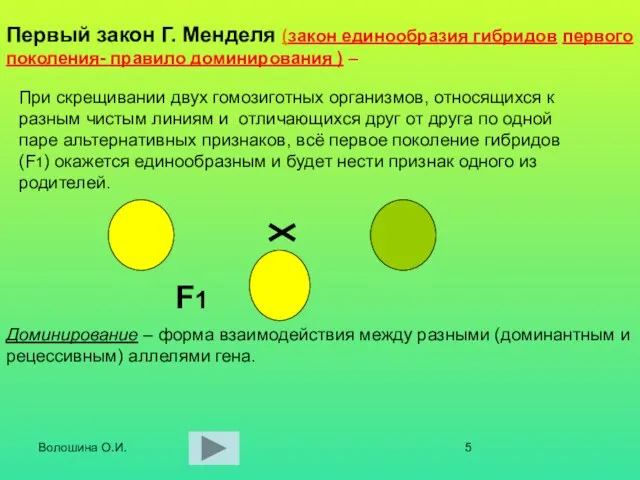 Волошина О.И. При скрещивании двух гомозиготных организмов, относящихся к разным чистым линиям