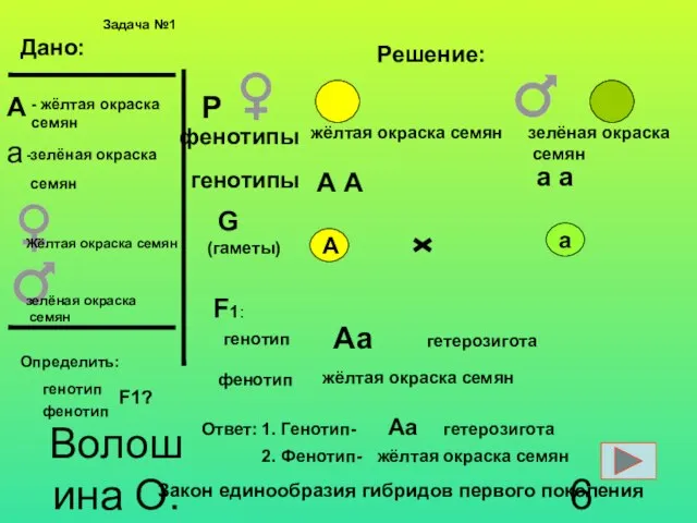 Волошина О.И. Дано: Решение: F1: А фенотипы генотипы а - жёлтая окраска