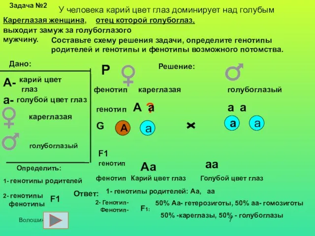 Волошина О.И. Задача №2 Дано: карий цвет глаз А- а- голубой цвет