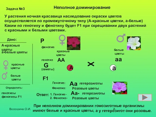 Волошина О.И. Неполное доминирование У растения ночная красавица наследование окраски цветов осуществляется