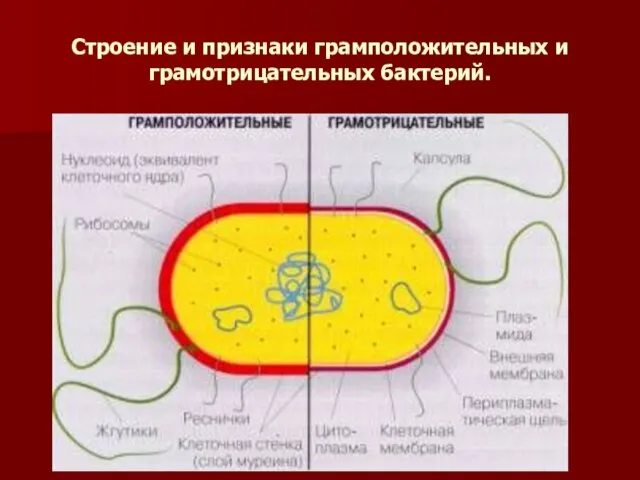 Строение и признаки грамположительных и грамотрицательных бактерий.