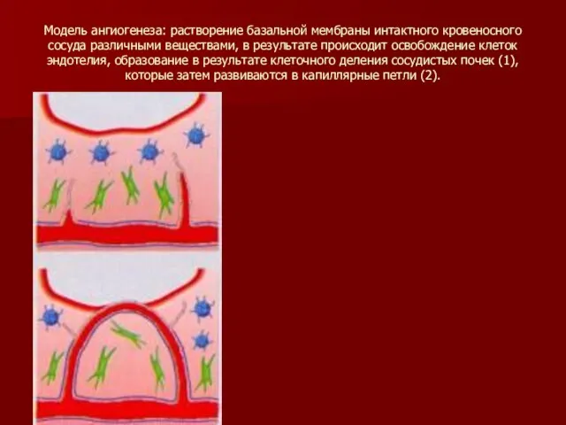 Модель ангиогенеза: растворение базальной мембраны интактного кровеносного сосуда различными веществами, в результате