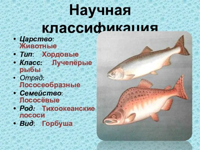 Научная классификация Царство: Животные Тип: Хордовые Класс: Лучепёрые рыбы Отряд: Лососеобразные Семейство: