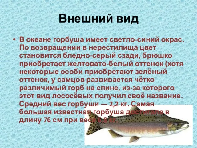 Внешний вид В океане горбуша имеет светло-синий окрас. По возвращении в нерестилища