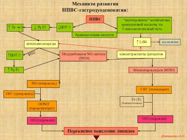 Механизм развития НПВС-гастродуоденопатии: НПВС ↑ Гр- м/о ·ООˉ (супероксид) ·NO (нитроксид) OONOˉ