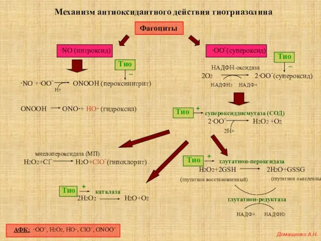 Механизм антиоксидантного действия тиотриазолина Фагоциты ·NO (нитроксид) ·ООˉ(супероксид) АФК: ·ООˉ, Н2О2, HO·, ClOˉ, ONOOˉ Домащенко А.Н.