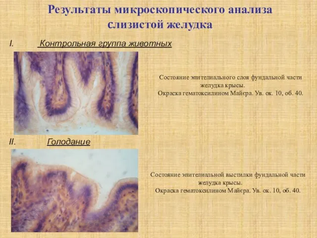 Результаты микроскопического анализа cлизистой желудка I. Контрольная группа животных Состояние эпителиального слоя