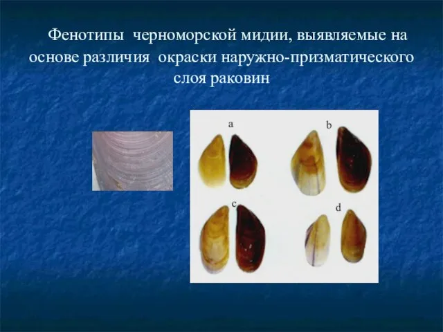 Фенотипы черноморской мидии, выявляемые на основе различия окраски наружно-призматического слоя раковин