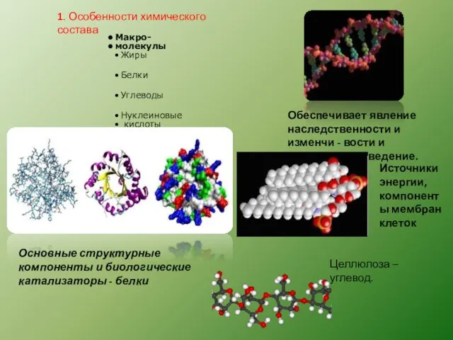 Макро- молекулы Жиры Белки Углеводы Нуклеиновые кислоты 1. Особенности химического состава Обеспечивает