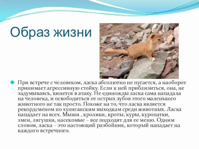 Образ жизни При встрече с человеком, ласка абсолютно не пугается, а наоборот