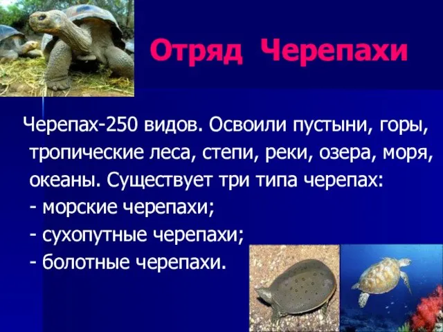 Отряд Черепахи Черепах-250 видов. Освоили пустыни, горы, тропические леса, степи, реки, озера,