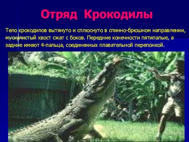 Отряд Крокодилы Тело крокодилов вытянуто и сплюснуто в спинно-брюшном направлении, мускулистый хвост