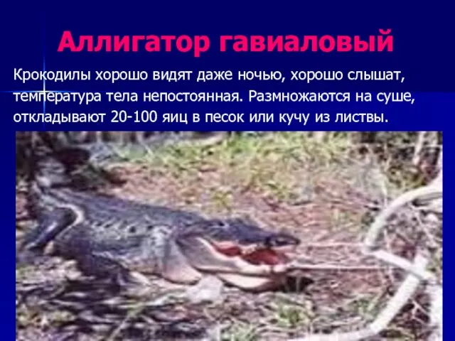 Аллигатор гавиаловый Крокодилы хорошо видят даже ночью, хорошо слышат, температура тела непостоянная.