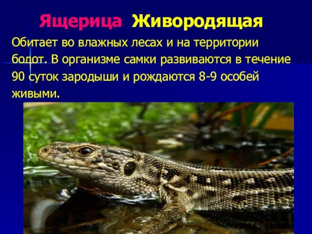 Ящерица Живородящая Обитает во влажных лесах и на территории болот. В организме