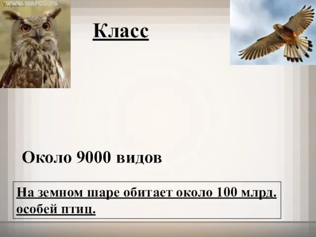 Класс Около 9000 видов На земном шаре обитает около 100 млрд. особей птиц.