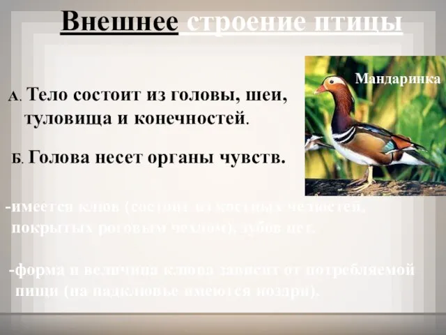 Внешнее строение птицы А. Тело состоит из головы, шеи, туловища и конечностей.