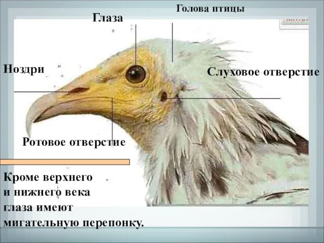 Ноздри Слуховое отверстие Глаза Ротовое отверстие Голова птицы Кроме верхнего и нижнего
