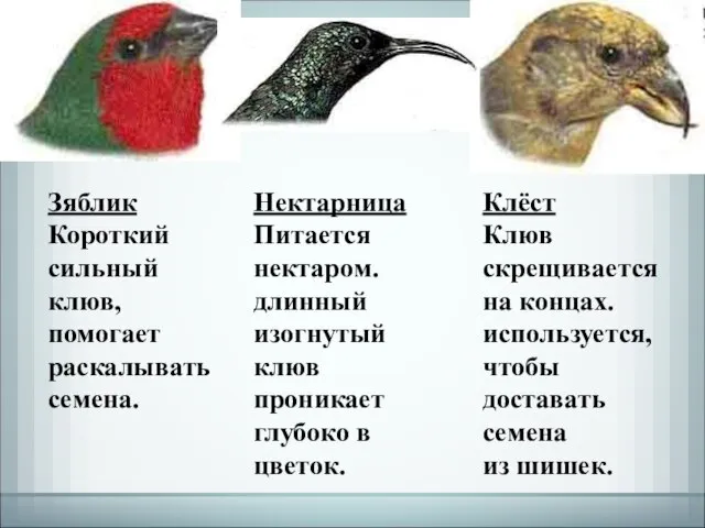 Зяблик Короткий сильный клюв, помогает раскалывать семена. Клёст Клюв скрещивается на концах.