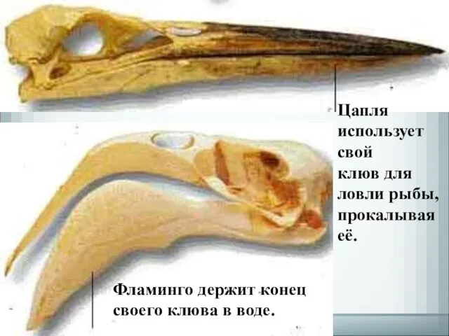 Фламинго держит конец своего клюва в воде. Цапля использует свой клюв для ловли рыбы, прокалывая её.