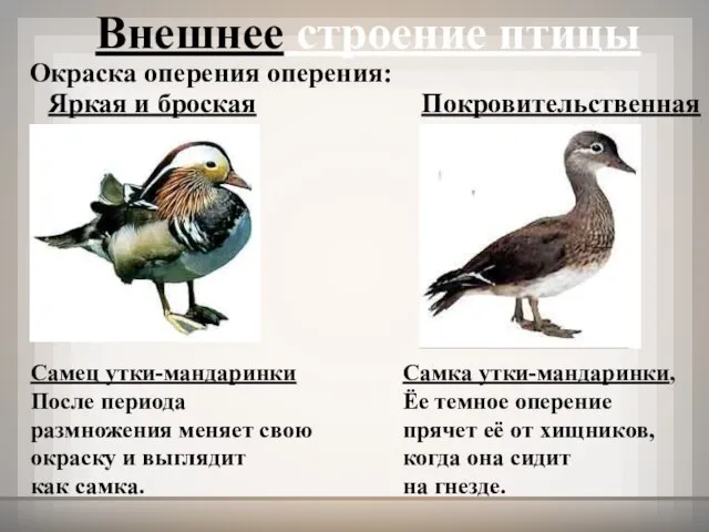 Окраска оперения оперения: Яркая и броская Покровительственная Самец утки-мандаринки После периода размножения