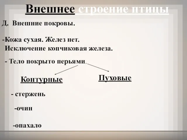 Внешнее строение птицы Д. Внешние покровы. Кожа сухая. Желез нет. Исключение копчиковая