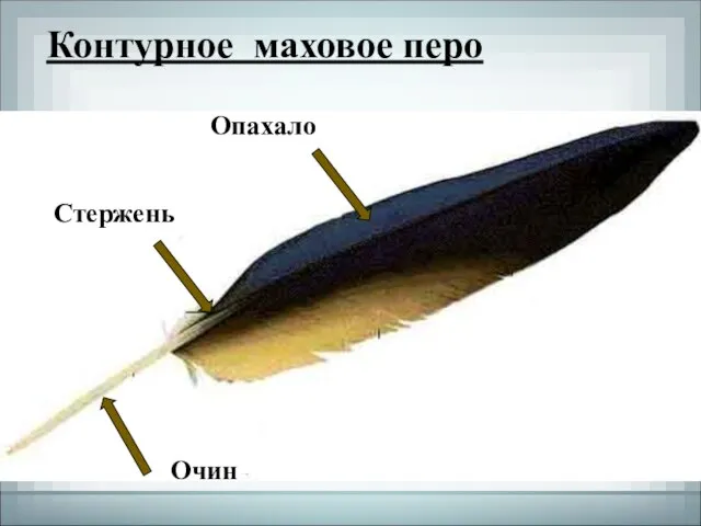 Контурное маховое перо Опахало Стержень Очин