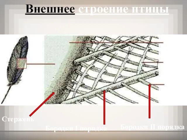 Внешнее строение птицы Бородки I порядка Бородки II порядка Стержень