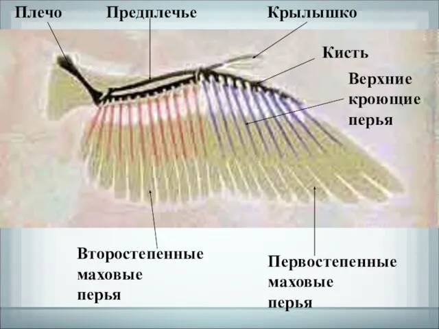 Первостепенные маховые перья Второстепенные маховые перья Крылышко Кисть Предплечье Плечо Верхние кроющие перья