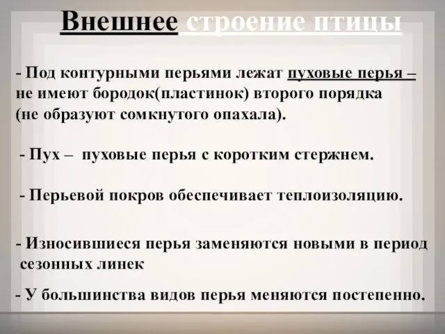 Внешнее строение птицы - Под контурными перьями лежат пуховые перья – не