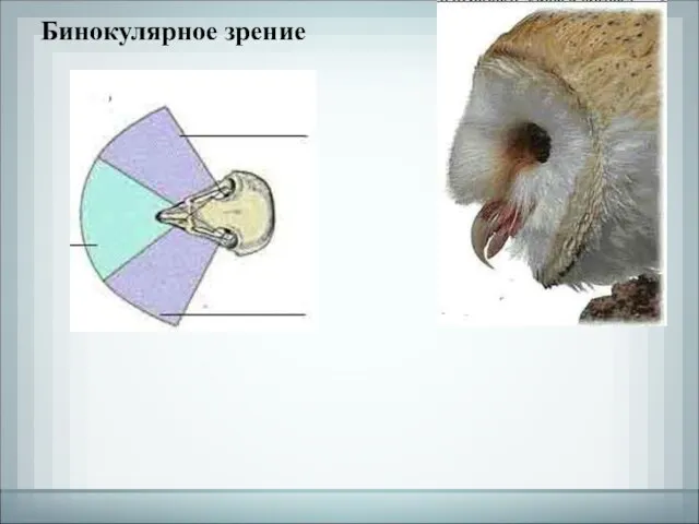 Бинокулярное зрение