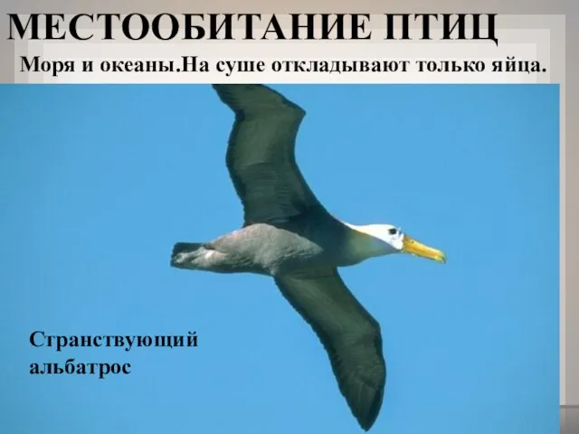 МЕСТООБИТАНИЕ ПТИЦ Моря и океаны.На суше откладывают только яйца. Странствующий альбатрос